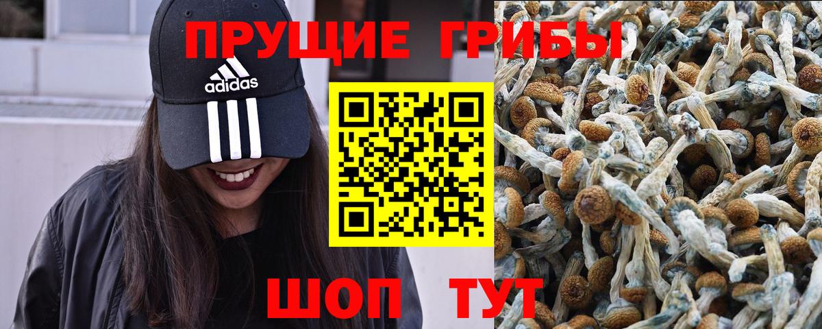 Псилоцибиновые грибы MAGIC MUSHROOMS  Галлюциногенные грибы Psilocybine cubensis  Александров  Вход с VPN 